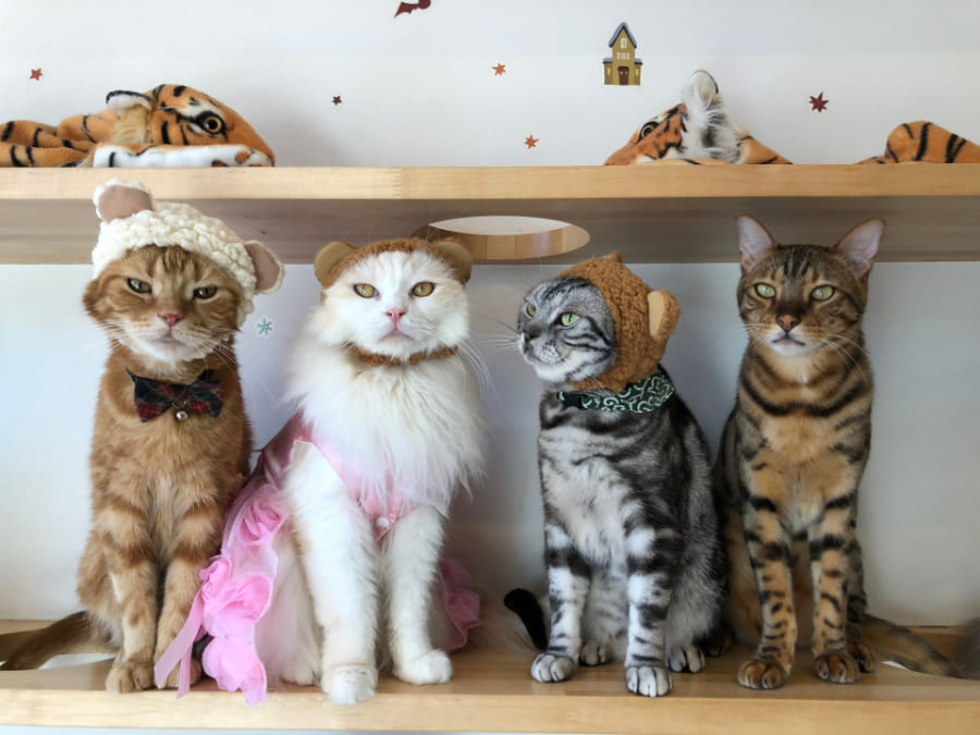 猫カフェに行ってみたいです