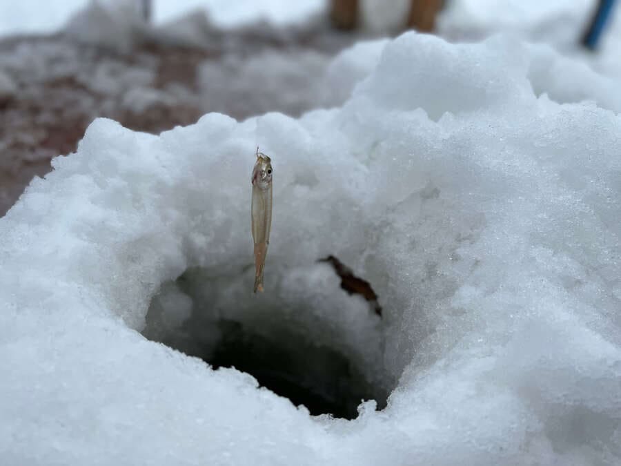 雪国の魚釣り